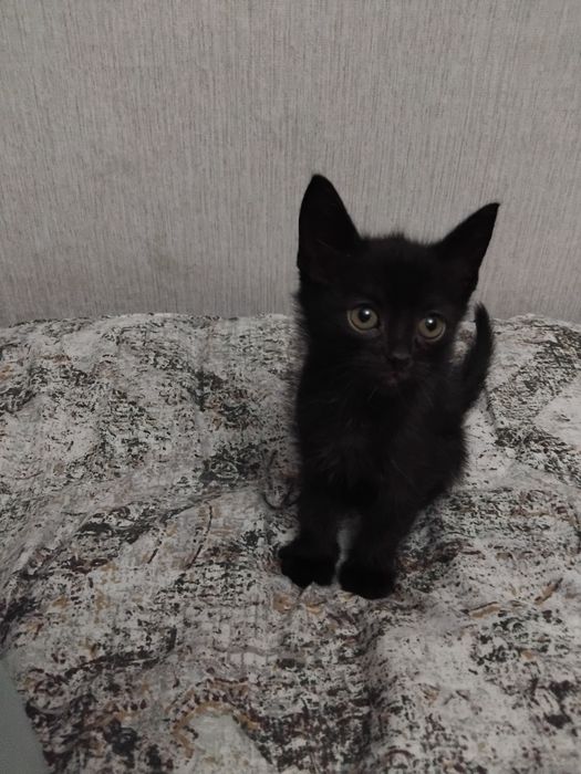 Троє кошенят шукають родину