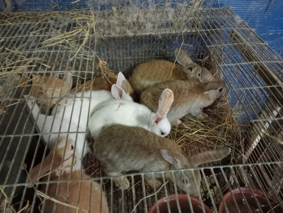 Vendo coelhos caseiros