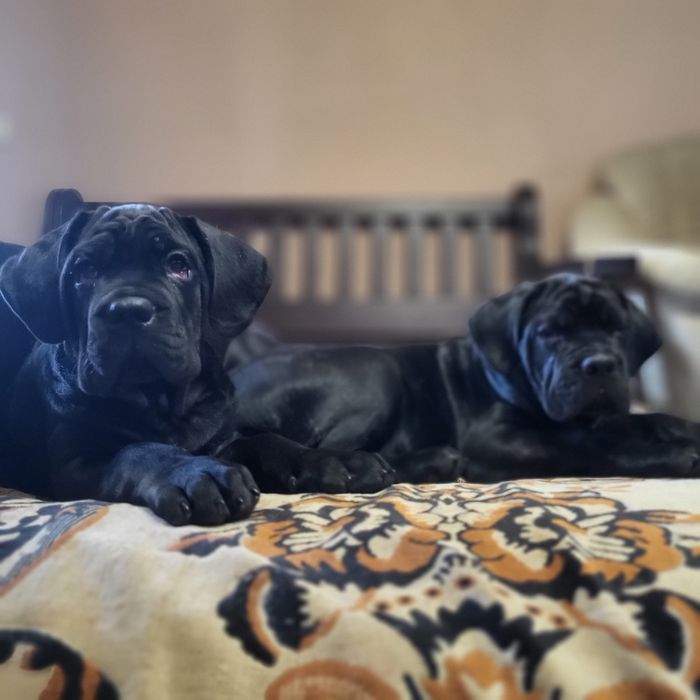 Цуценята Кане Корсо