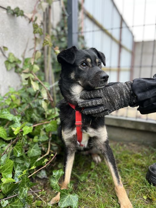 Moly szuka pilnie domu