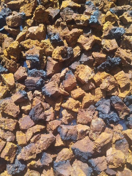 Błyskoporek podkorowy, chaga (inonotus obliquus) 100g