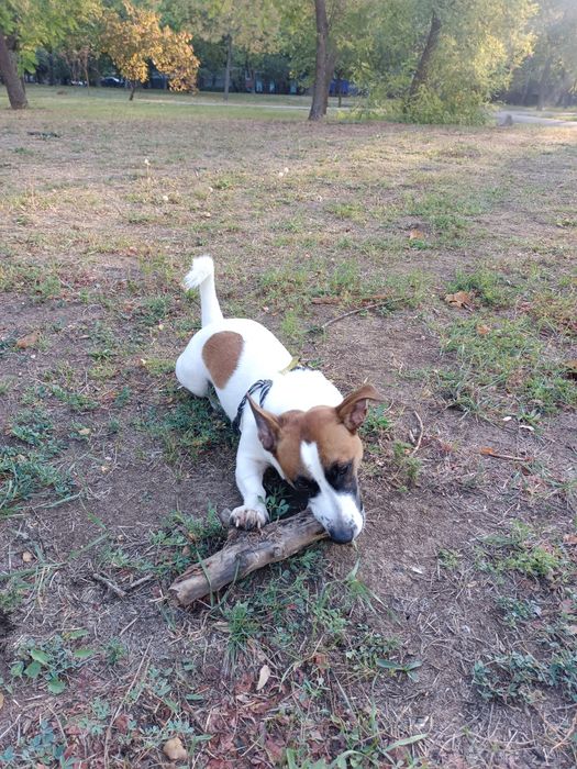 Джек Рассел ищет невесту