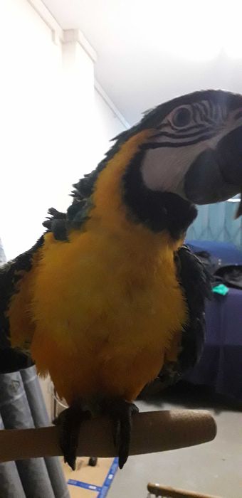 Araras Araraunas  F 25