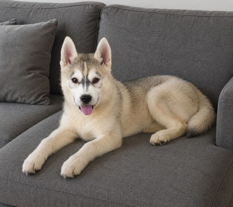 Siberian Husky wspaniałe maluchy!
