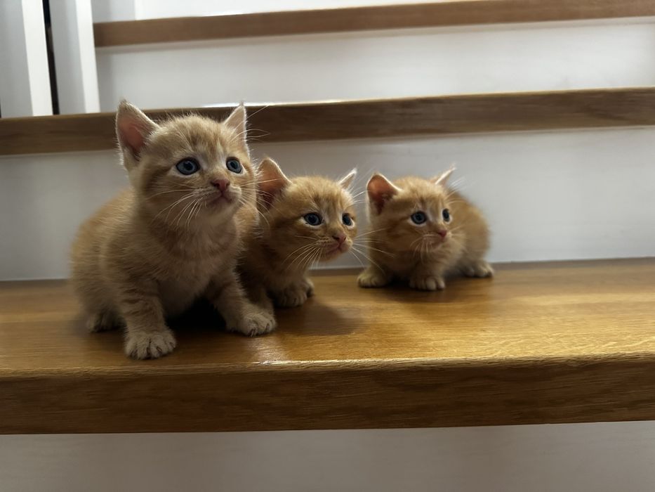 Кошенята в люблячу родину