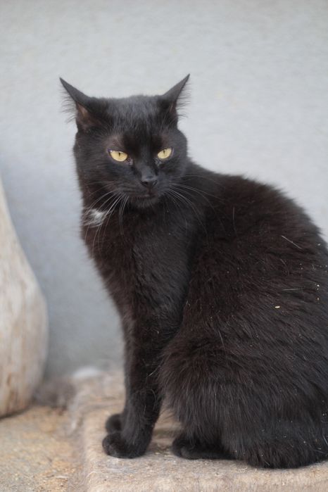 Czy ten piękniś ma jeszcze szansę na prawdziwy dom?