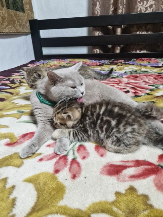 Продам шотландської породи котинят