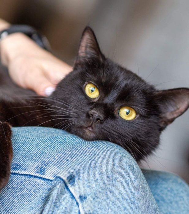 Багира, кошка, особенной нежности кошка, 3 годика