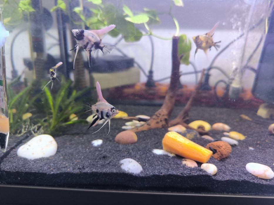 Escalares Koi adolescentes e adulto