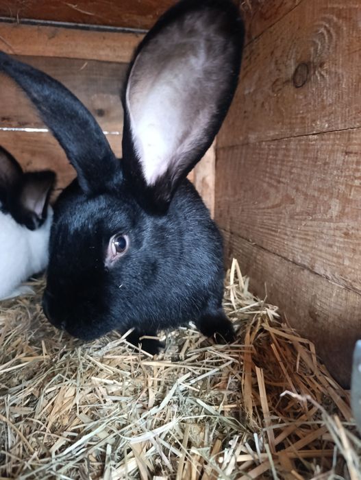 Sprzedam 2 samce srokacz