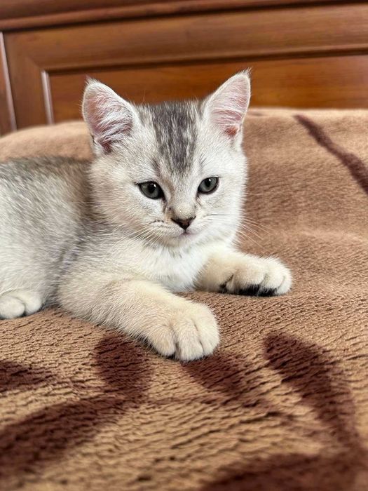 Шотландське кошеня, Скотіш Страйт Львів