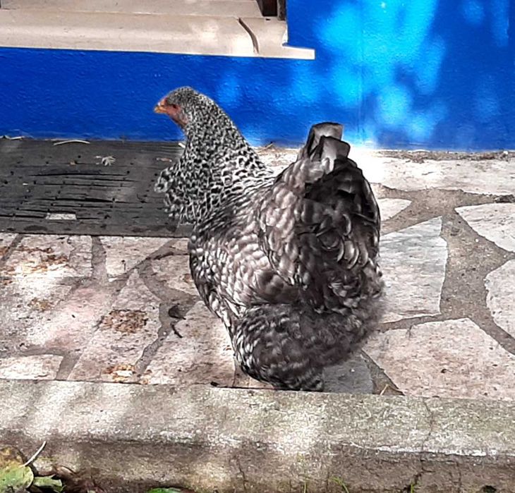 Vende-se galinhas brahma, prestes a iniciar postura, em Mafra/Ericeira