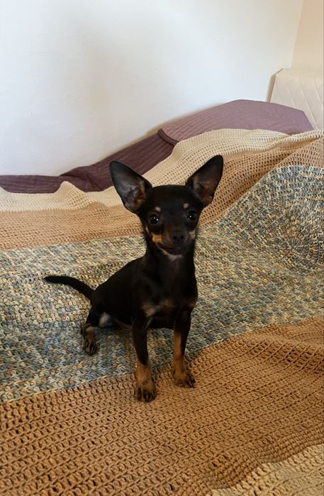 Pinczer miniaturowy, ratlerek suczka