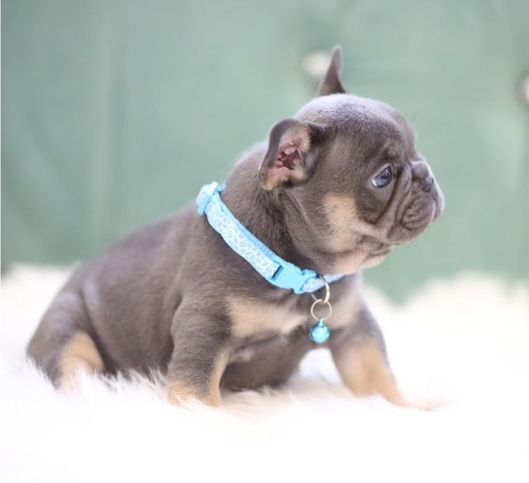 Блакитний  малиш