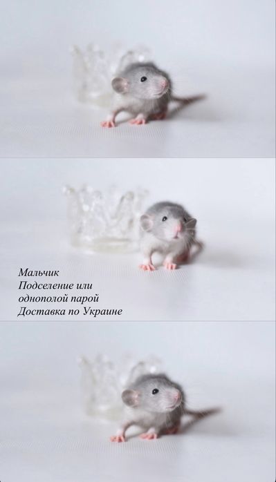 Малюки пацюки з розповлідника