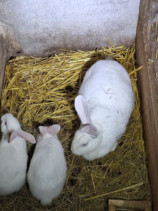 Termondzki Biały samica i małe typowo mięsna rasa