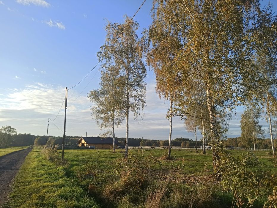 Działka  z brzozami - piękne miejsce na dom