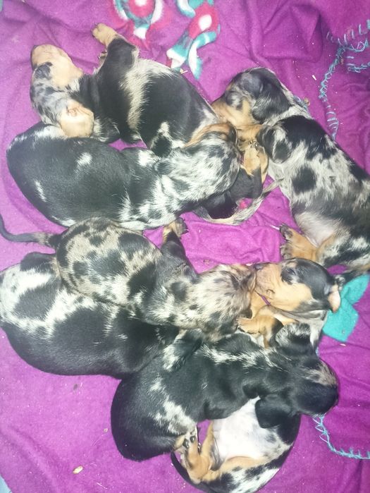 Таксята мряморята хлопчики і дівчатка