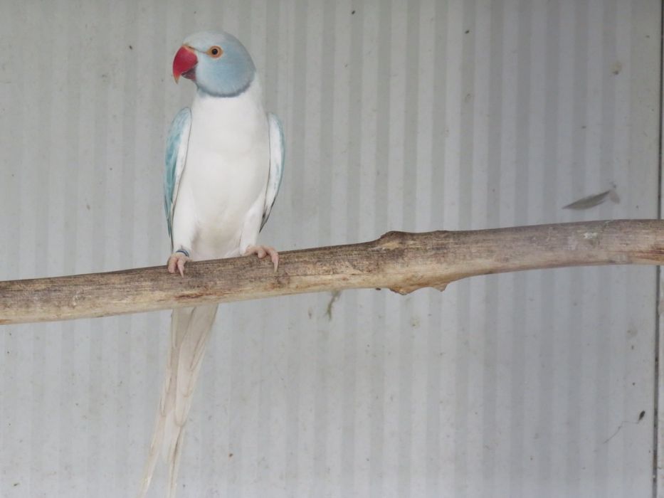 Ring necks opalinos cc