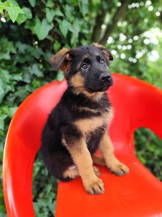 Cachorro Pastor Alemão.