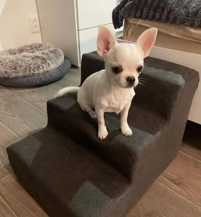 Міні сходинки для собак