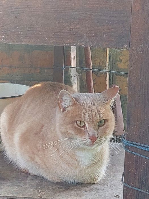 Взрослые рыжие котята котики в добрые руки