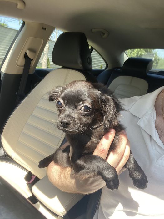 Чіхуа гарна дівчинка