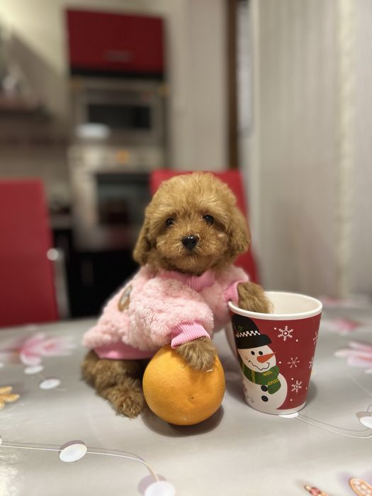 Мальтіпу кукляшні