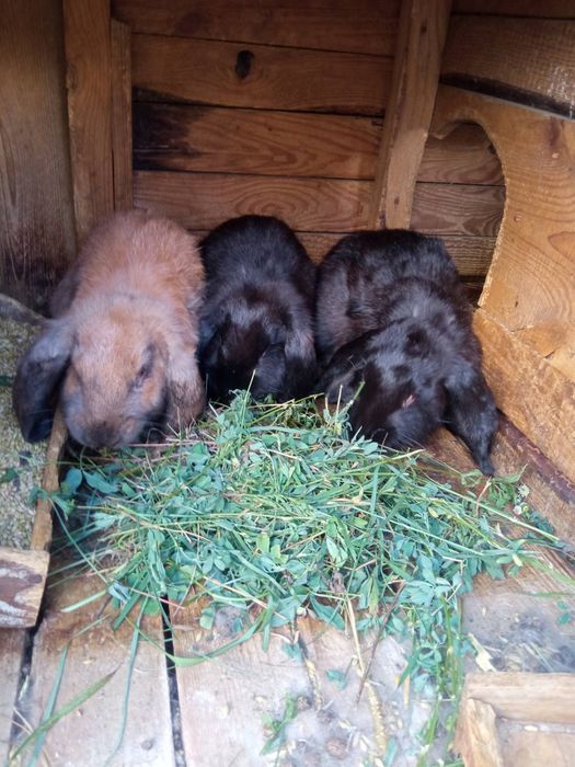 Продаж кроликів живою вагою