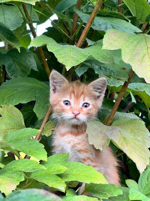 Кошенята (рижики)  безкоштовно
