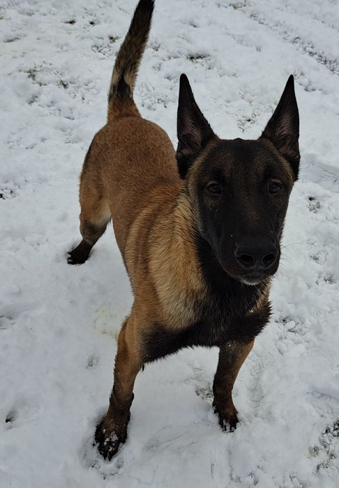 Owczarek Belgijski Malinois