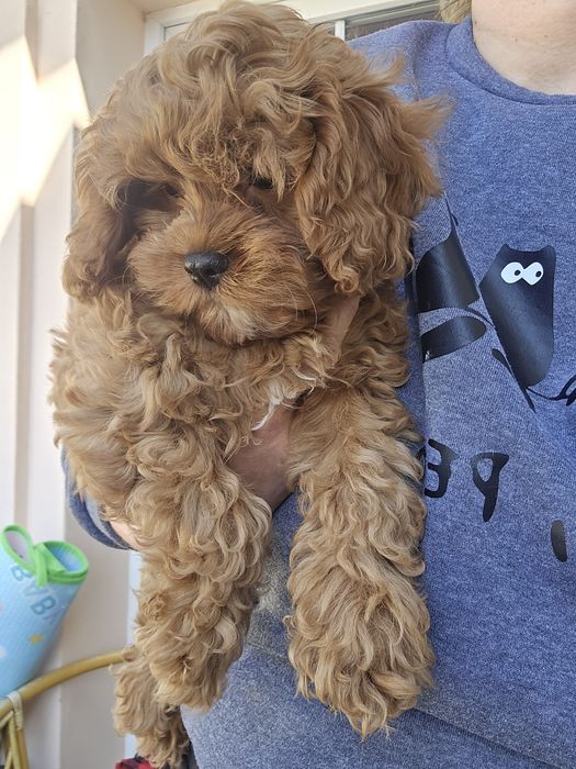 Cavapoo / chłopczyk