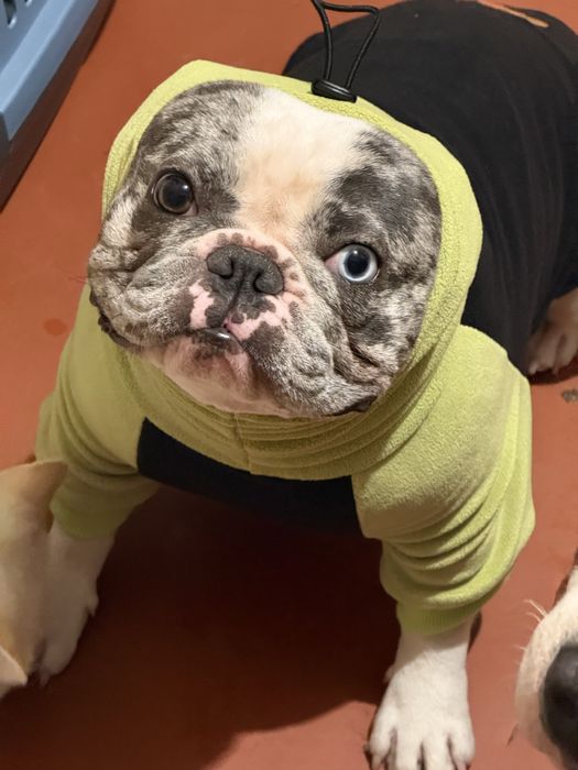 Кобель французкий бульдог ВЯЗКА