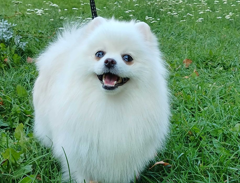 Милая взрослая помераночка. Киев.