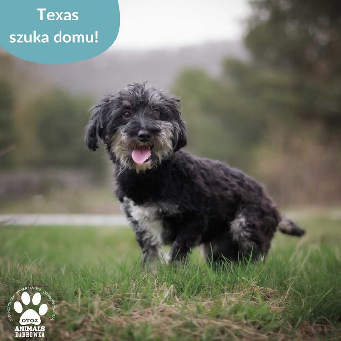 Texas szuka kochająccego domu!