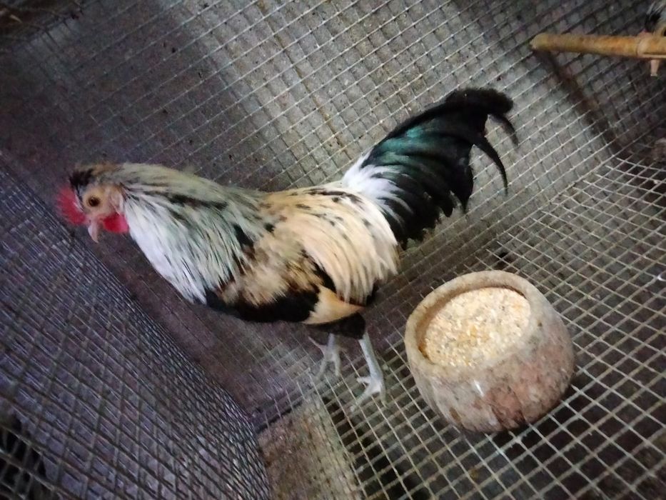 Galos diversas raças