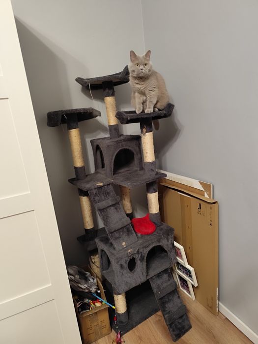 Drapak szary dla kotów