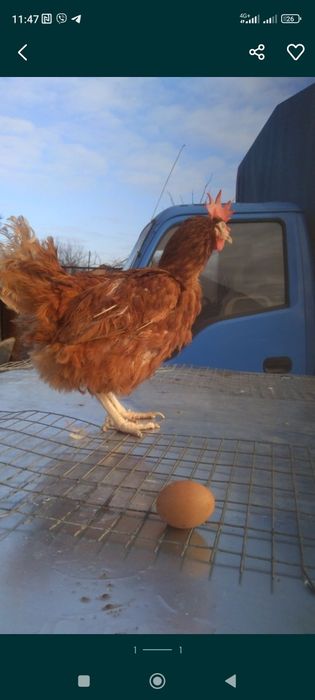 Курка Ломан Браун несучка