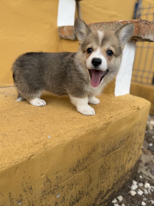 Corgi pembroke maravilha