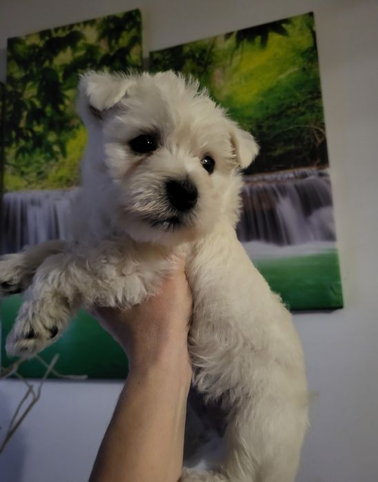West Highland White Terrier