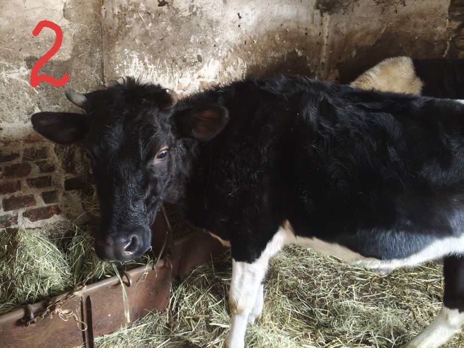 Продаються телиці