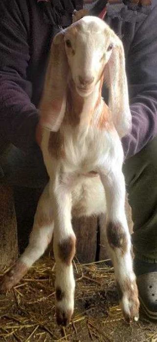 Продається цап каморі-нубійський