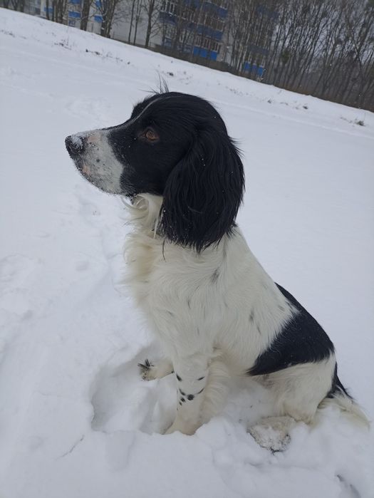 Російський спаніель, хлопчик