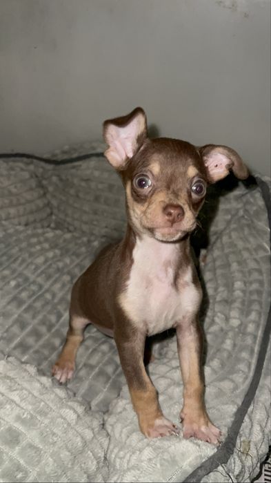 Fantastico Chihuahua