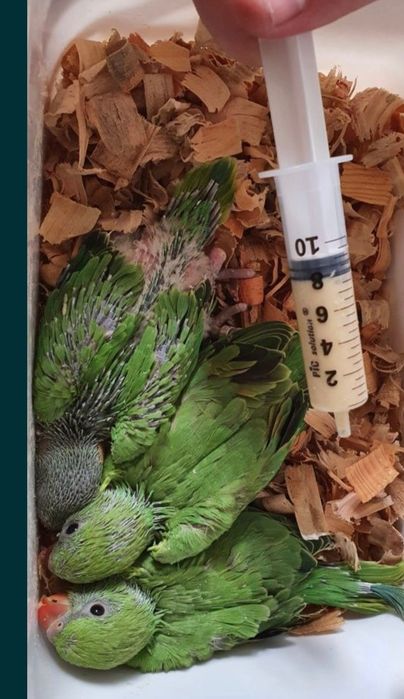 Ring Necks bebés ou Domesticados