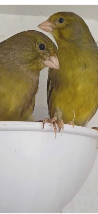 Canários Roller Harz