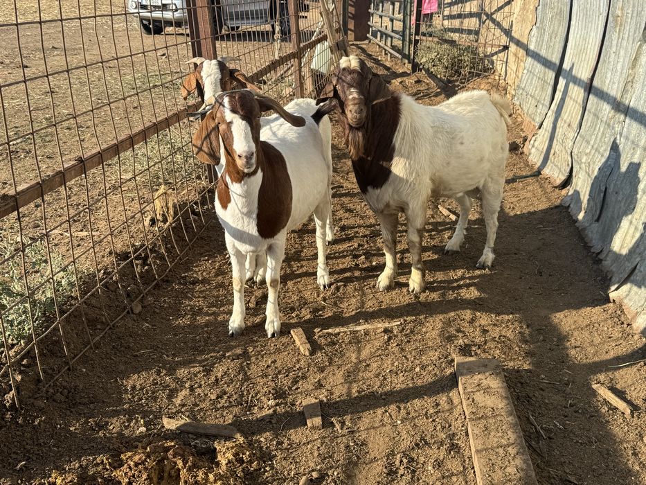 Cabras boer 2 anos