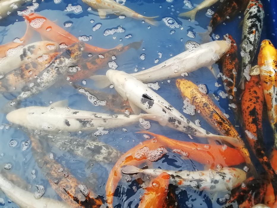 Karp koi od 7 do 40 cm