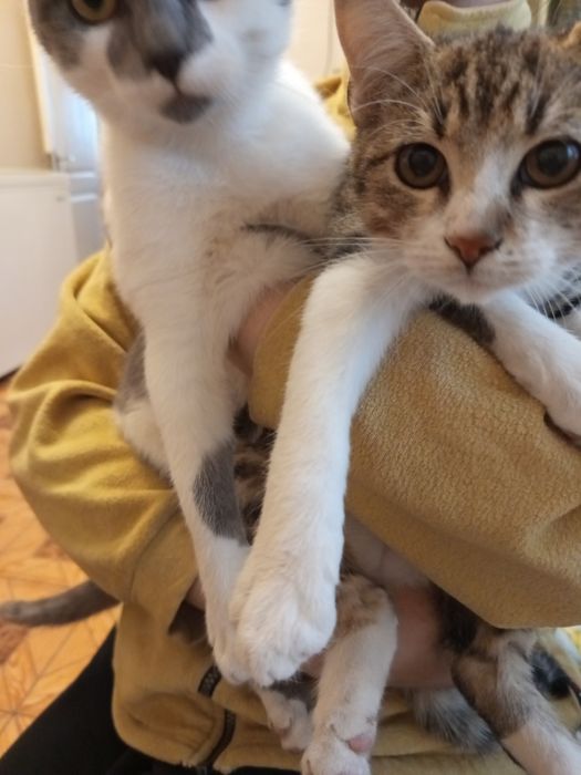 Продаются  котики