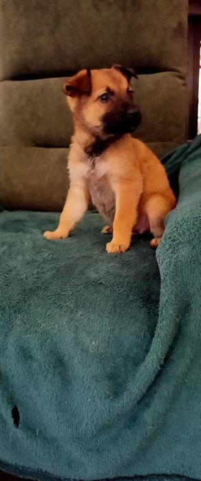 Owczarek belgijski 7 tyg